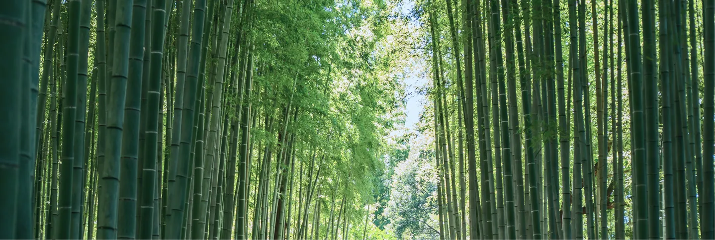 まっすぐに伸びる青竹が連なり、間から爽やかな日差しが差し込む静かな竹林の風景。